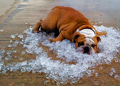 How To Keep Your Dog Cool During The Summer